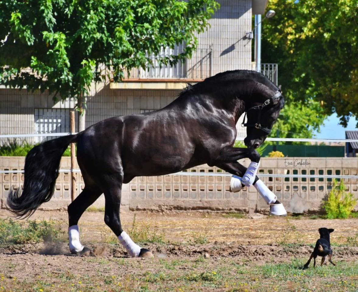 Veulen (ml) PRE Puur Ras Spaans Te koop 2025 Zwart ,  MONJE II