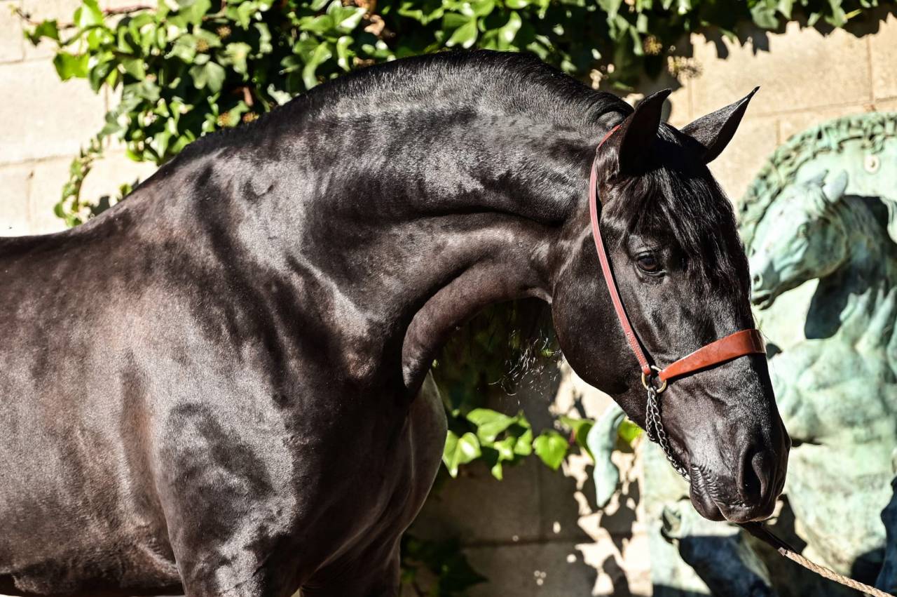 Veulen (ml) PRE Puur Ras Spaans Te koop 2025 Zwart ,  MONJE II