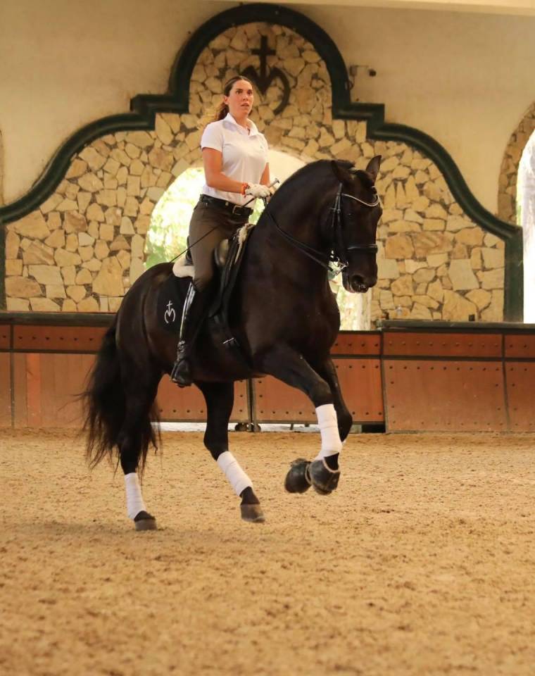 Veulen (ml) PRE Puur Ras Spaans Te koop 2025 Zwart ,  MONJE II