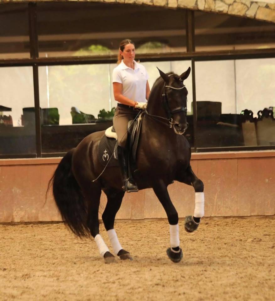 Veulen (ml) PRE Puur Ras Spaans Te koop 2025 Zwart ,  MONJE II