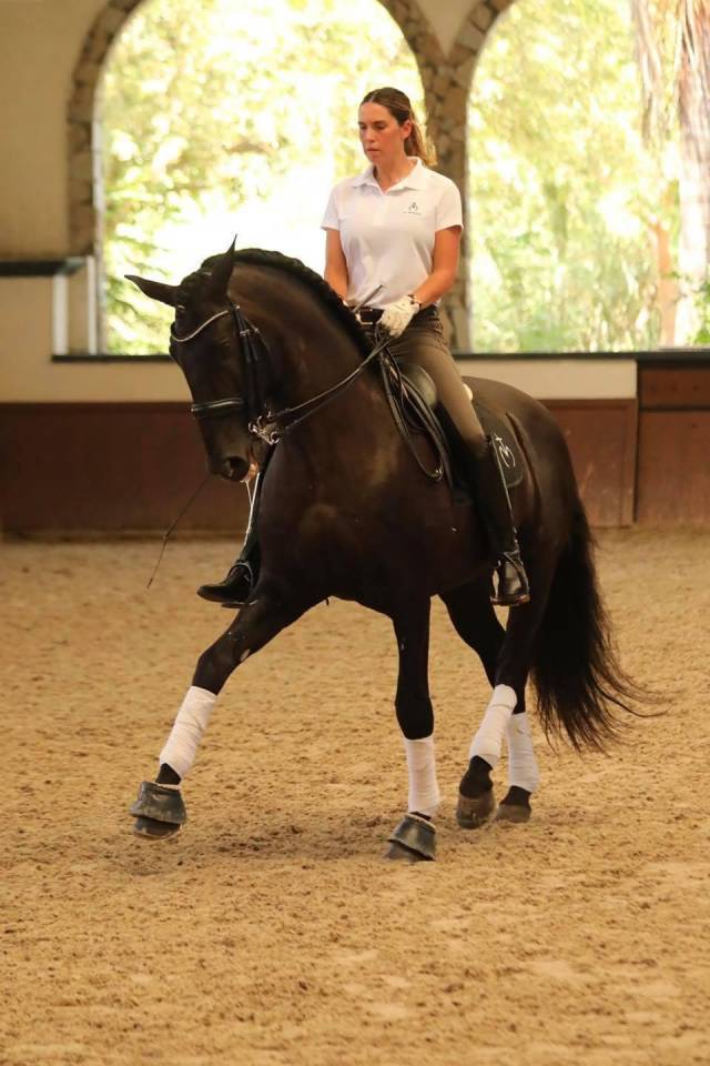 Veulen (ml) PRE Puur Ras Spaans Te koop 2025 Zwart ,  MONJE II