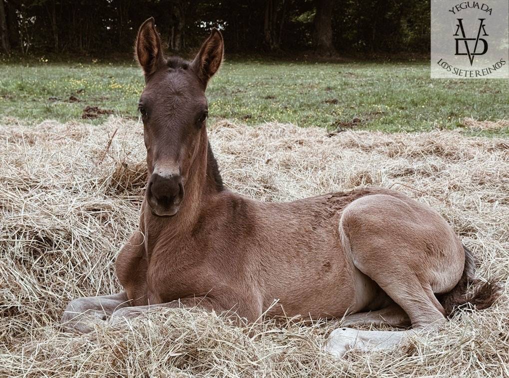 Veulen (ml) PRE Puur Ras Spaans Te koop 2025 Zwart ,  MONJE II