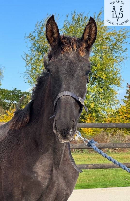 Veulen (ml) PRE Puur Ras Spaans Te koop 2025 Zwart ,  MONJE II