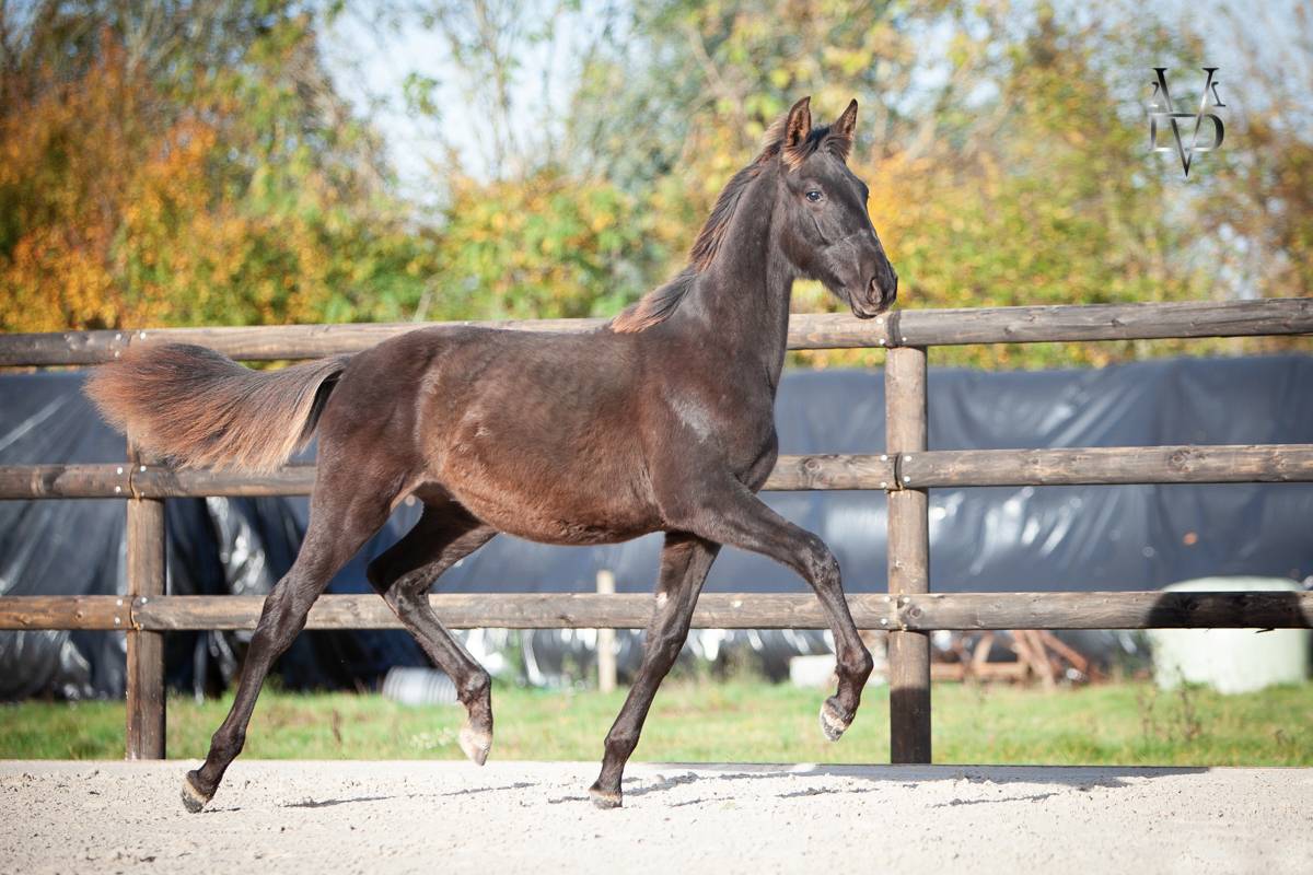 Veulen (ml) PRE Puur Ras Spaans Te koop 2025 Zwart ,  MONJE II