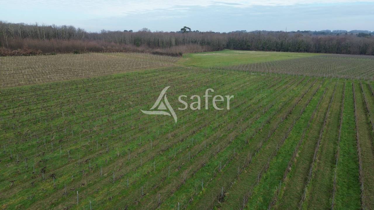 Wijn exploitatie Koop Gironde