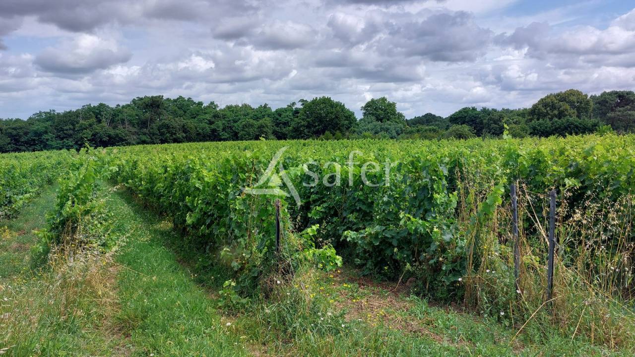 Wijn exploitatie Koop Gironde