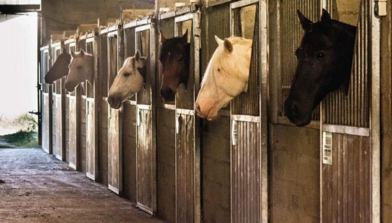 Hippisch vastgoed Koop Gers
