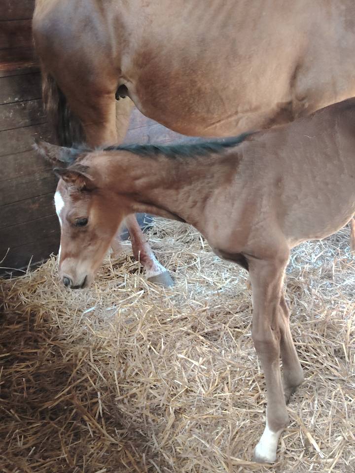 Ruin Selle Français Te koop 2025 Bruin / Bai ,  Uncognito bois margot