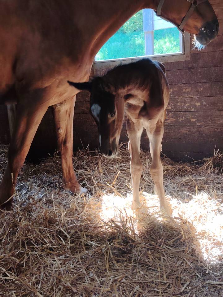 Ruin Selle Français Te koop 2025 Bruin / Bai ,  Uncognito bois margot