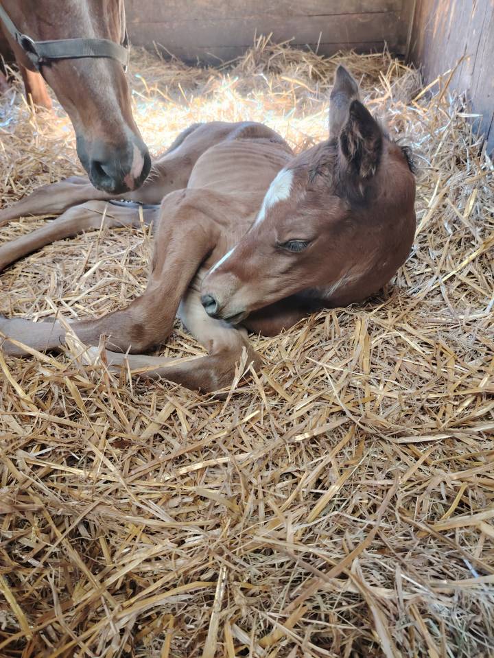 Ruin Selle Français Te koop 2025 Bruin / Bai ,  Uncognito bois margot