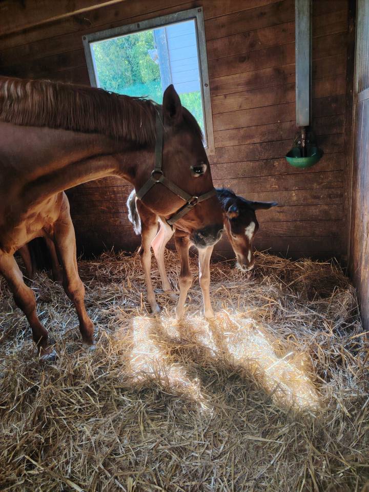 Ruin Selle Français Te koop 2025 Bruin / Bai ,  Uncognito bois margot