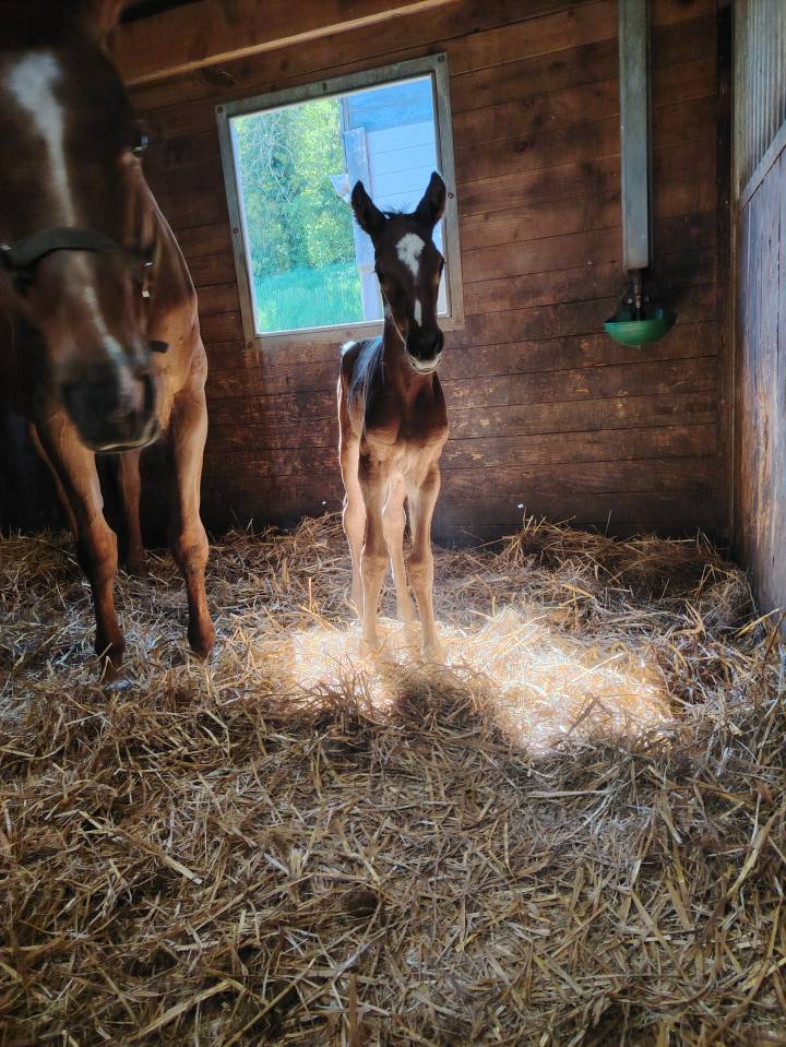 Ruin Selle Français Te koop 2025 Bruin / Bai ,  Uncognito bois margot