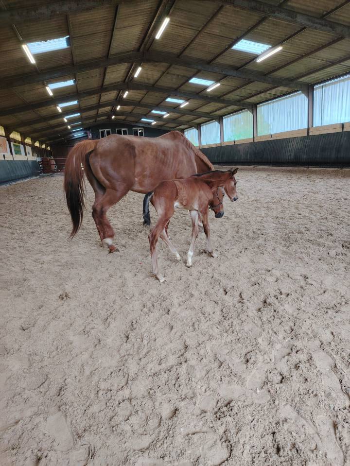 Ruin Selle Français Te koop 2025 Bruin / Bai ,  Uncognito bois margot