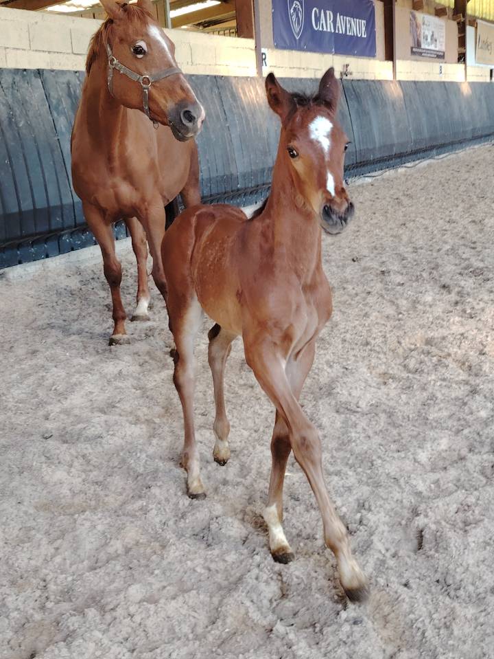 Ruin Selle Français Te koop 2025 Bruin / Bai ,  Uncognito bois margot