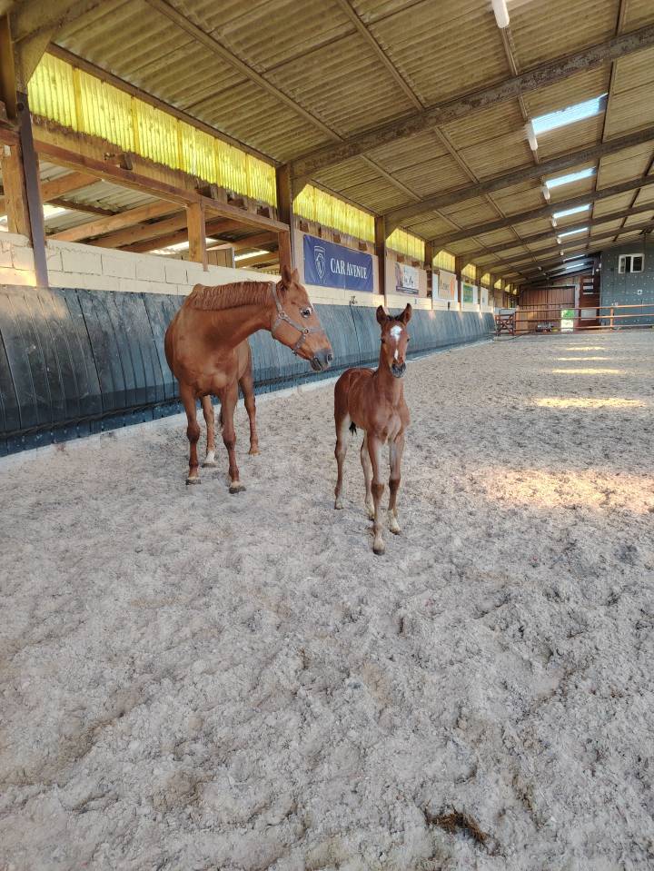Ruin Selle Français Te koop 2025 Bruin / Bai ,  Uncognito bois margot