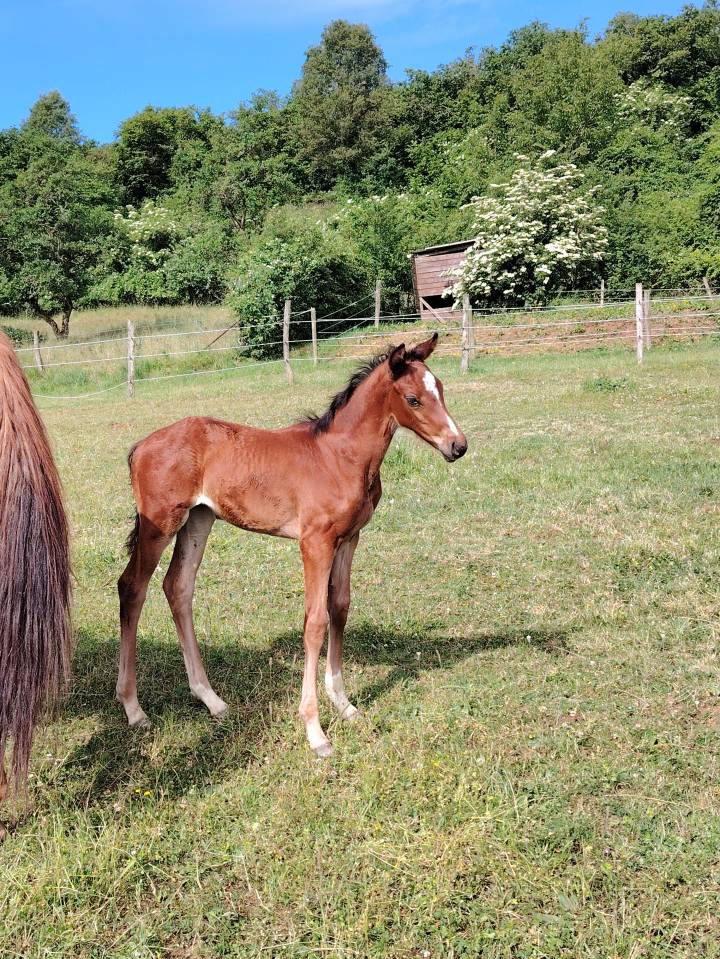 Ruin Selle Français Te koop 2025 Bruin / Bai ,  Uncognito bois margot