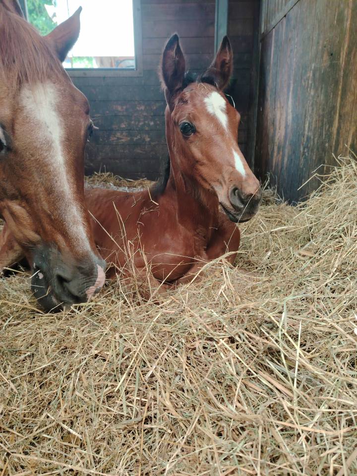 Ruin Selle Français Te koop 2025 Bruin / Bai ,  Uncognito bois margot