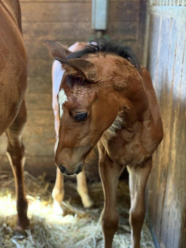 Ruin Selle Français Te koop 2025 Bruin / Bai ,  Uncognito bois margot