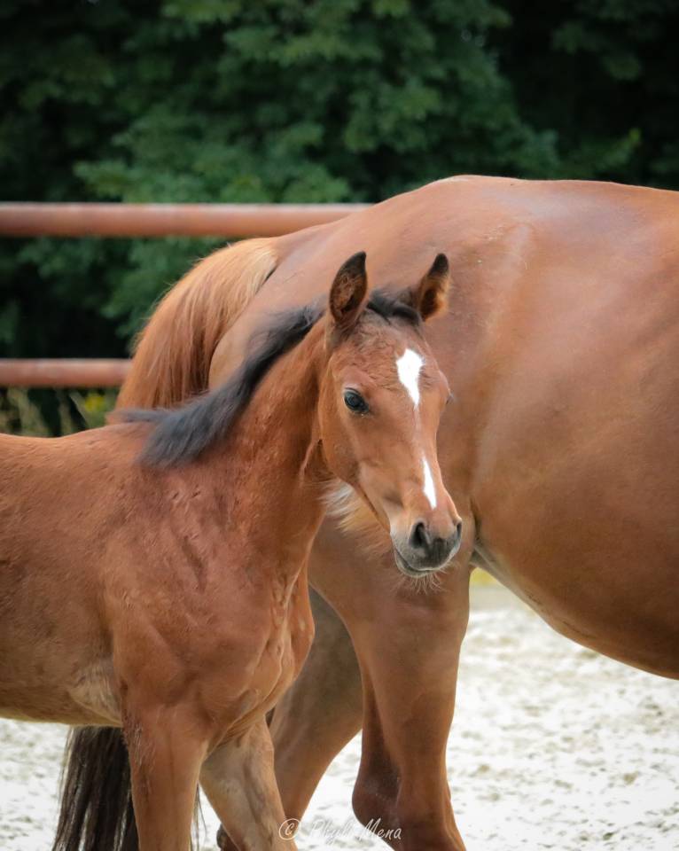Ruin Selle Français Te koop 2025 Bruin / Bai ,  Uncognito bois margot