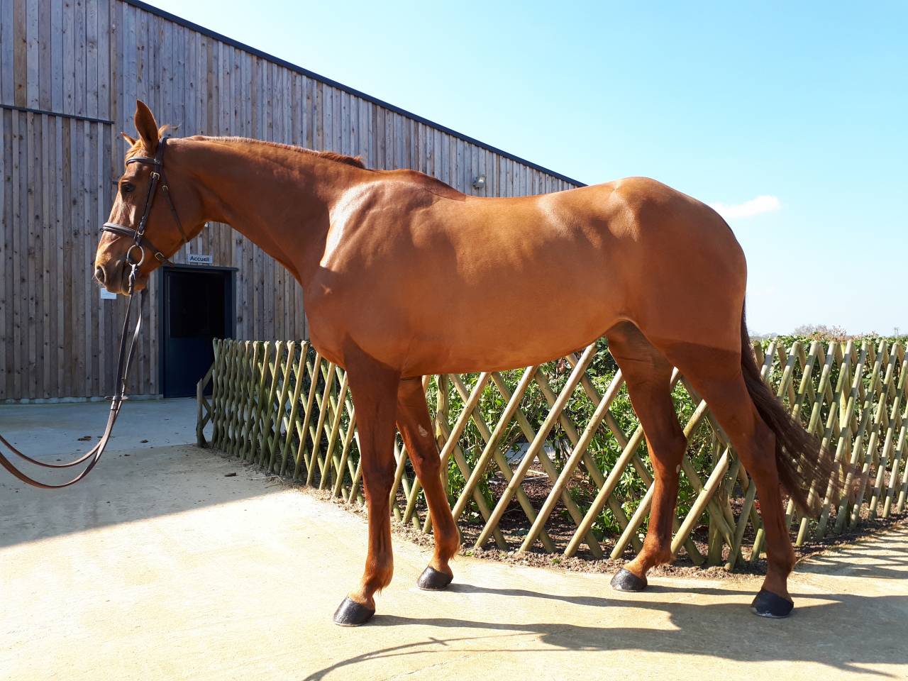 Merrie Selle Français Te koop 2012 Vos