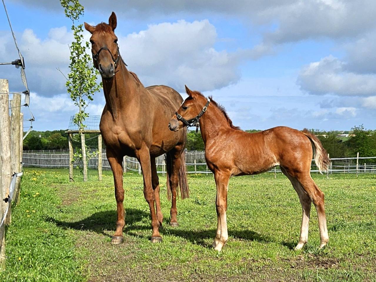 Merrie Selle Français Te koop 2012 Vos