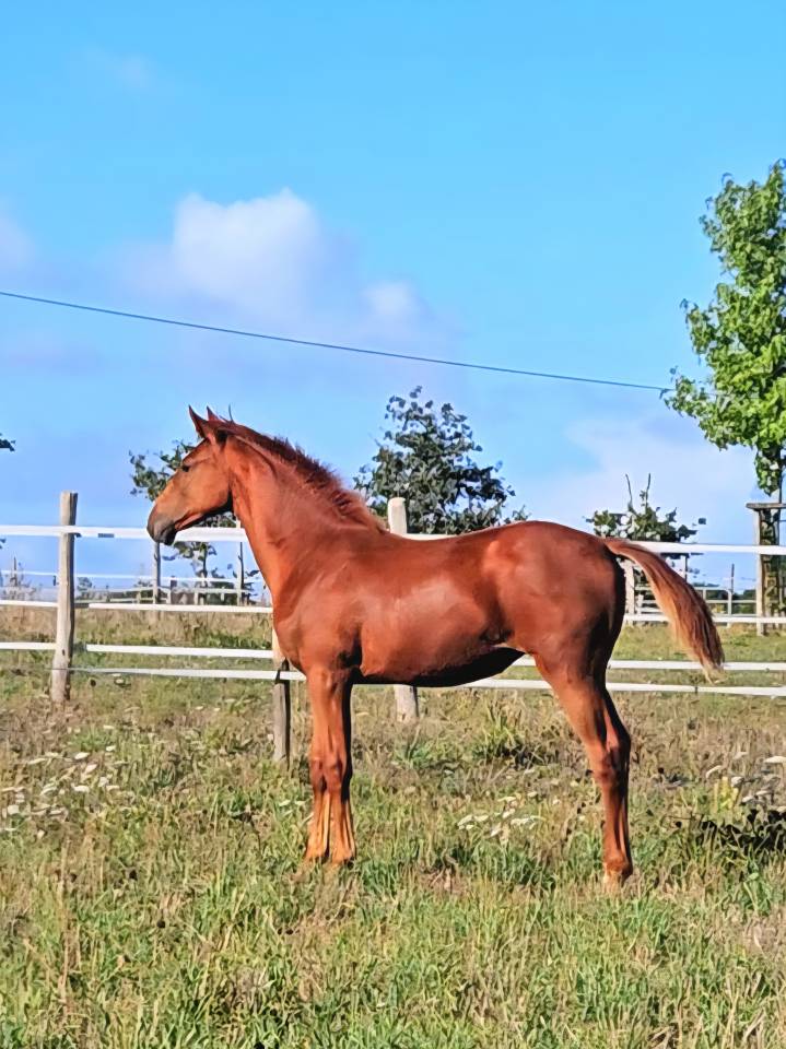 Merrie Selle Français Te koop 2012 Vos