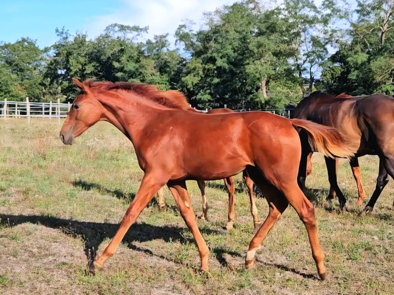 Merrie Selle Français Te koop 2012 Vos