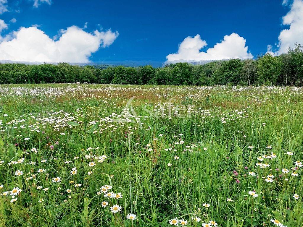 Landbouw bedrijf Koop Haute-Vienne