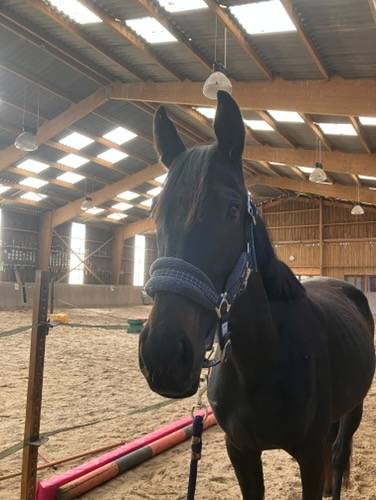 Merrie Volbloed Te koop 2022 Zwart ,  Palace prince (GER), PS