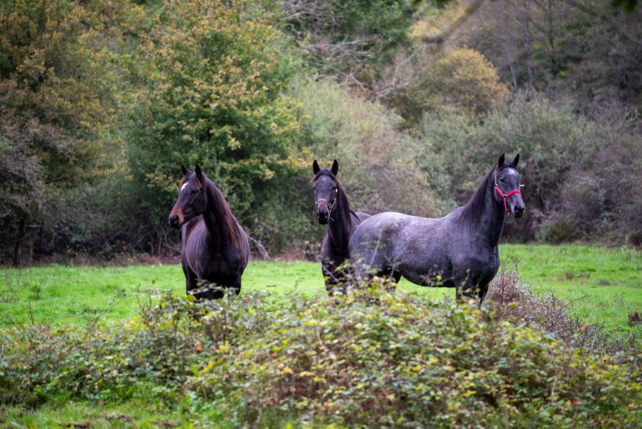Merrie Engels volbloed Te koop 2020 Schimmel