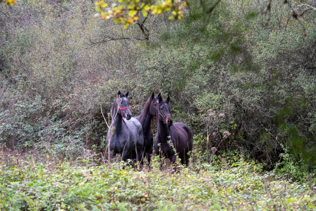 Merrie Engels volbloed Te koop 2020 Schimmel