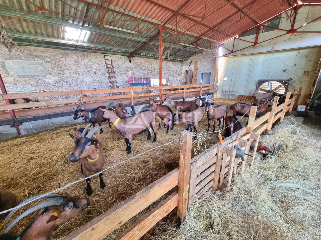 Schapen exploitatie Koop Tarn-et-Garonne