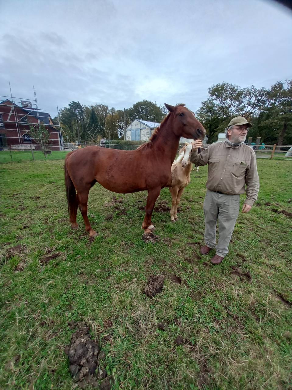 Merrie Palomino Te koop 2020 Vos ,  Miracle du Moulin Pre