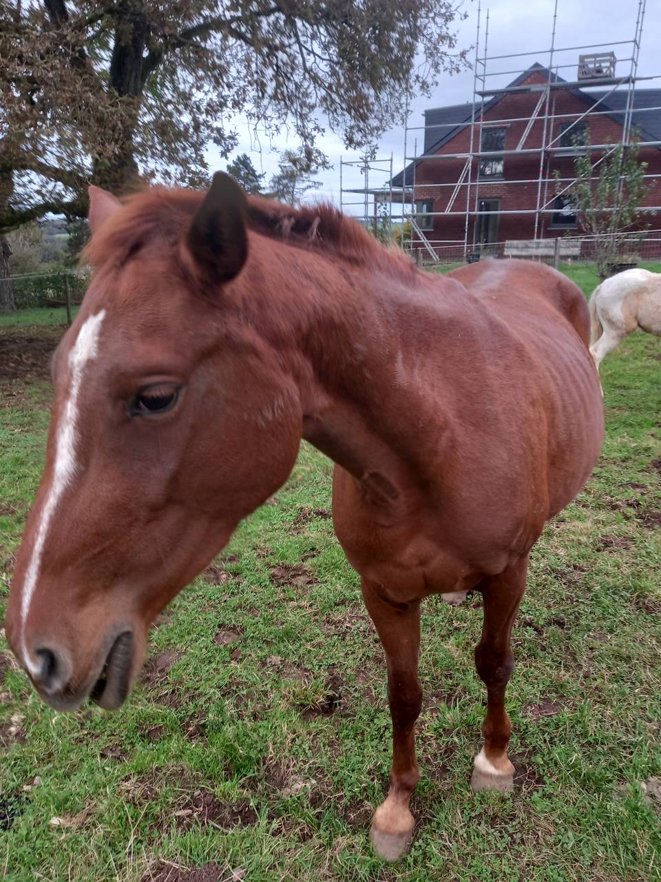 Merrie Palomino Te koop 2020 Vos ,  Miracle du Moulin Pre