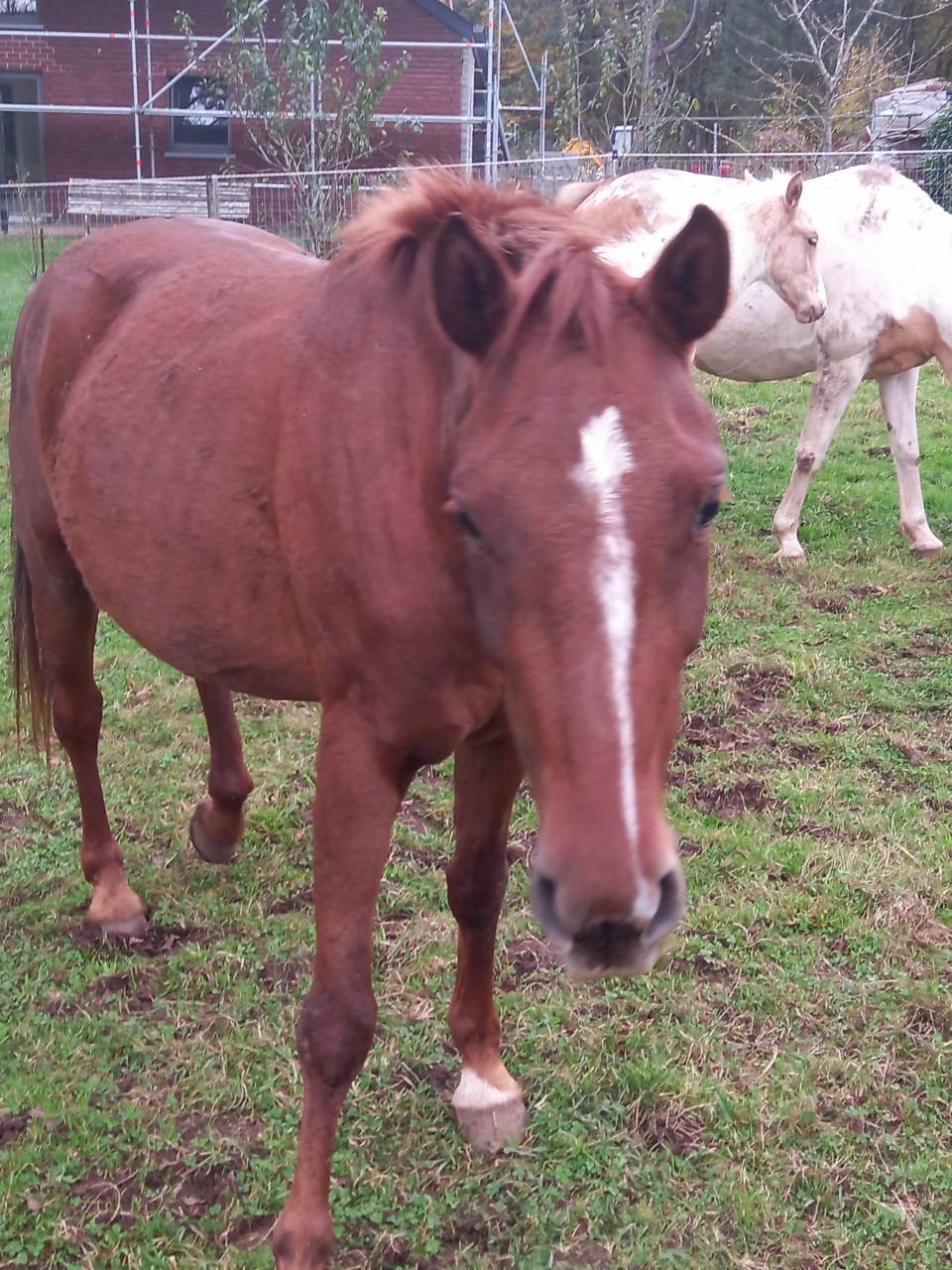 Merrie Palomino Te koop 2020 Vos ,  Miracle du Moulin Pre