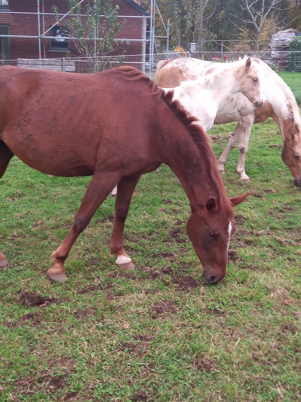 Merrie Palomino Te koop 2020 Vos ,  Miracle du Moulin Pre