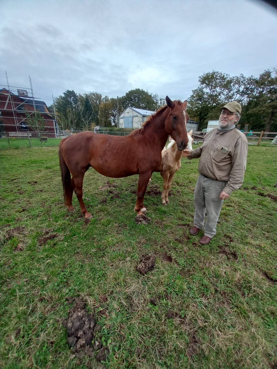 Merrie Palomino Te koop 2020 Vos ,  Miracle du Moulin Pre