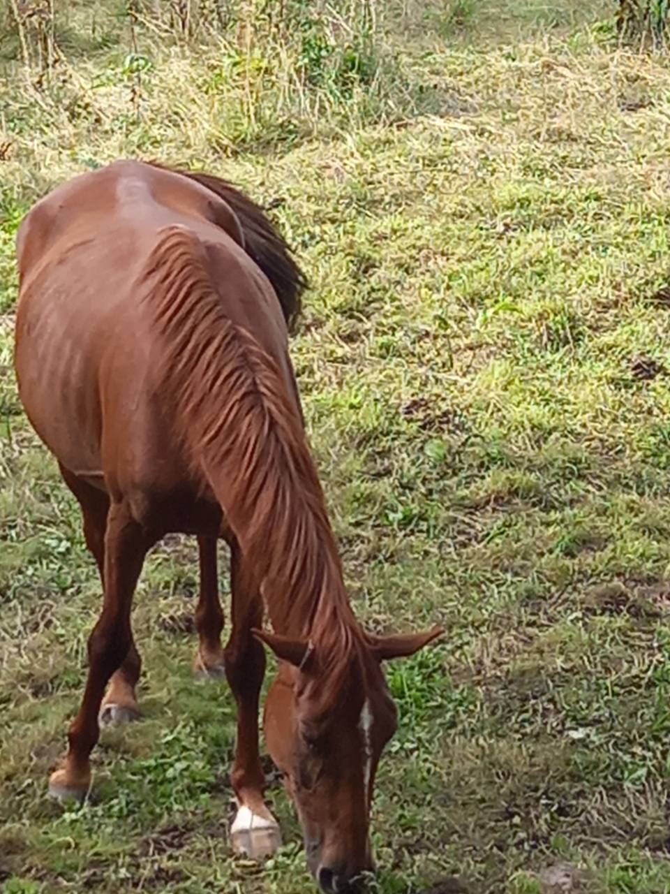 Merrie Palomino Te koop 2020 Vos ,  Miracle du Moulin Pre