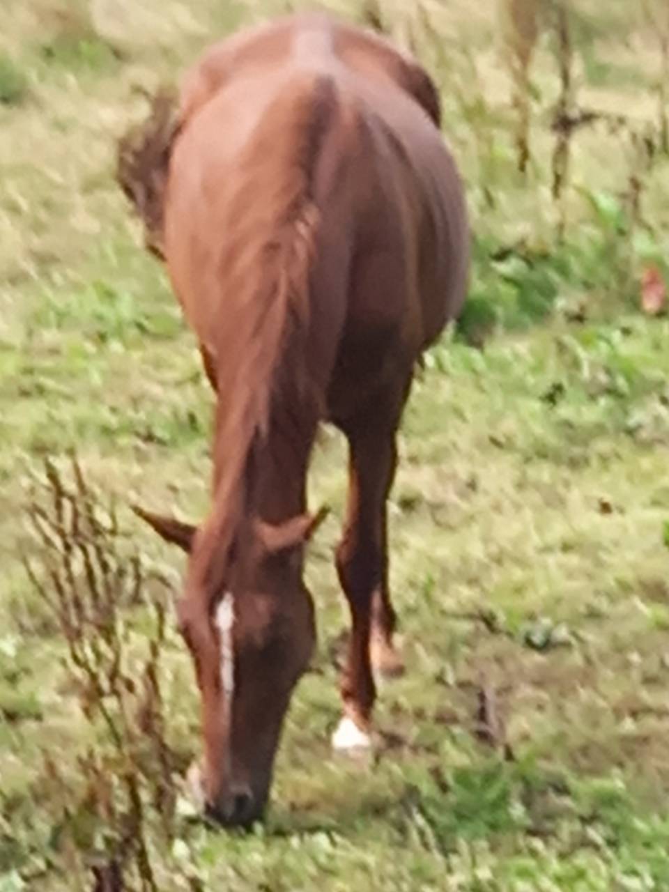 Merrie Palomino Te koop 2020 Vos ,  Miracle du Moulin Pre