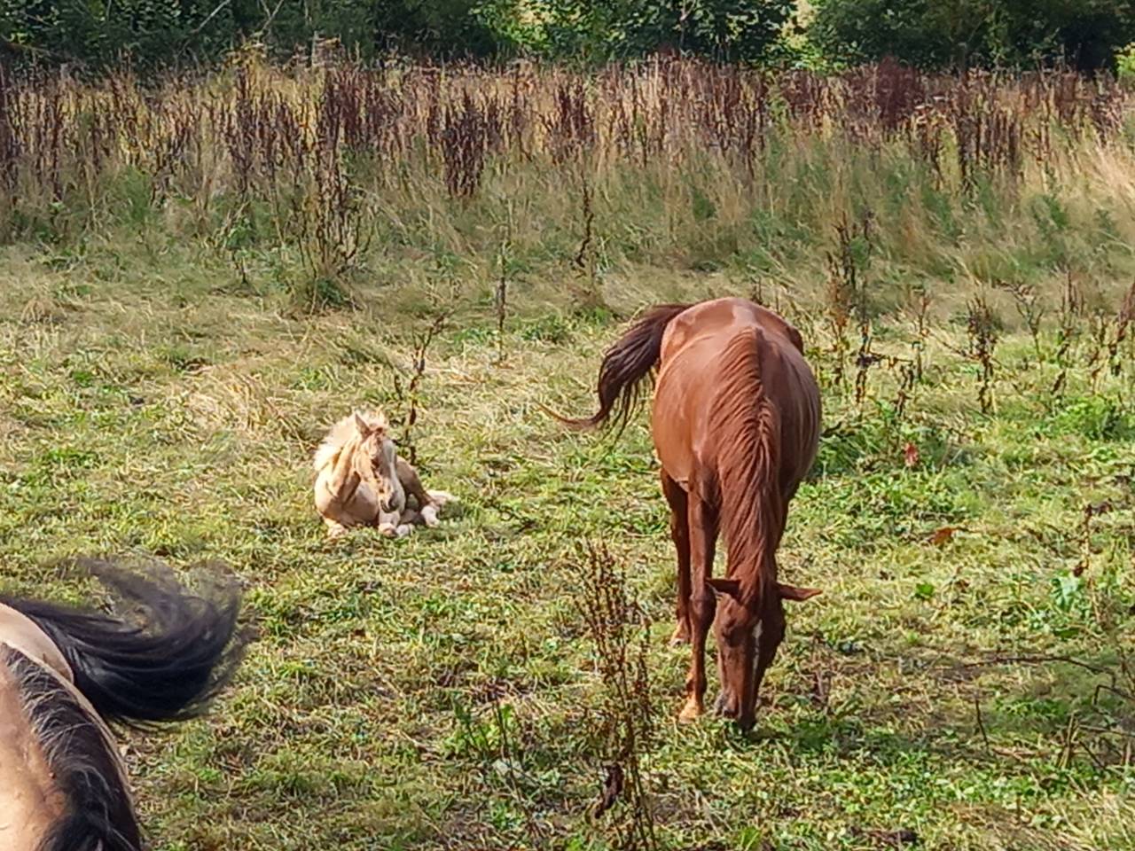 Merrie Palomino Te koop 2020 Vos ,  Miracle du Moulin Pre
