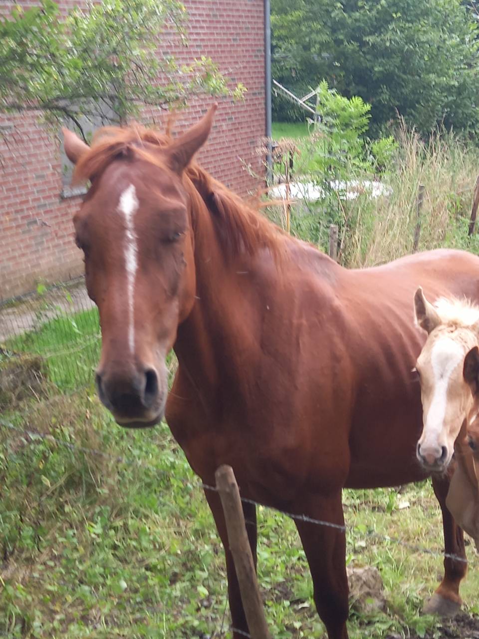 Merrie Palomino Te koop 2020 Vos ,  Miracle du Moulin Pre