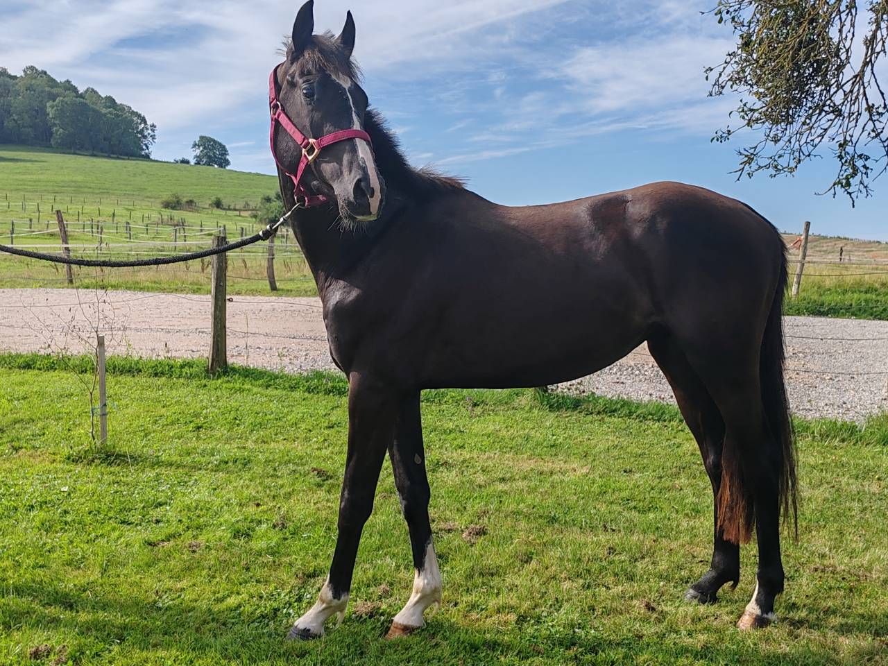 Hengst Selle Français Te koop 2022 Zwart ,  Vancouver de Lanlore - SF