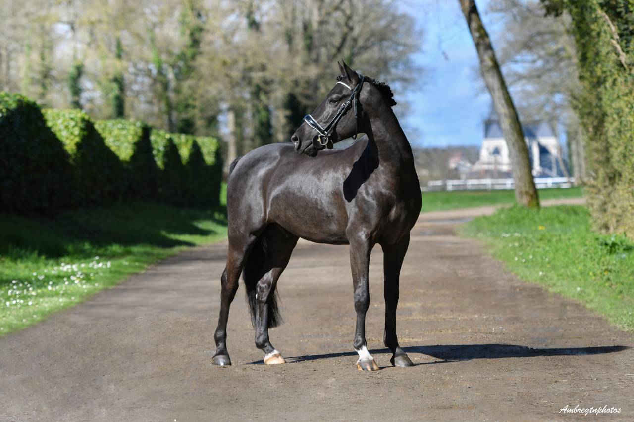 MERRIE MALACHIE  - New Forest 2019 ,  MERRIE MADHATTER
