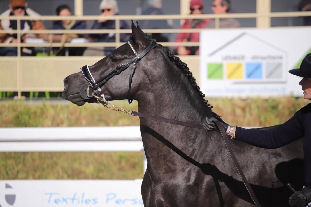 MERRIE MALACHIE  - New Forest 2019 ,  MERRIE MADHATTER