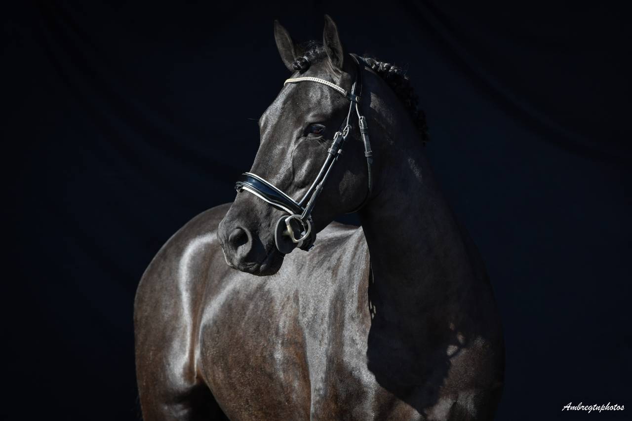 MERRIE MALACHIE  - New Forest 2019 ,  MERRIE MADHATTER