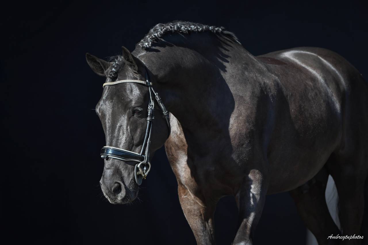 MERRIE MALACHIE  - New Forest 2019 ,  MERRIE MADHATTER