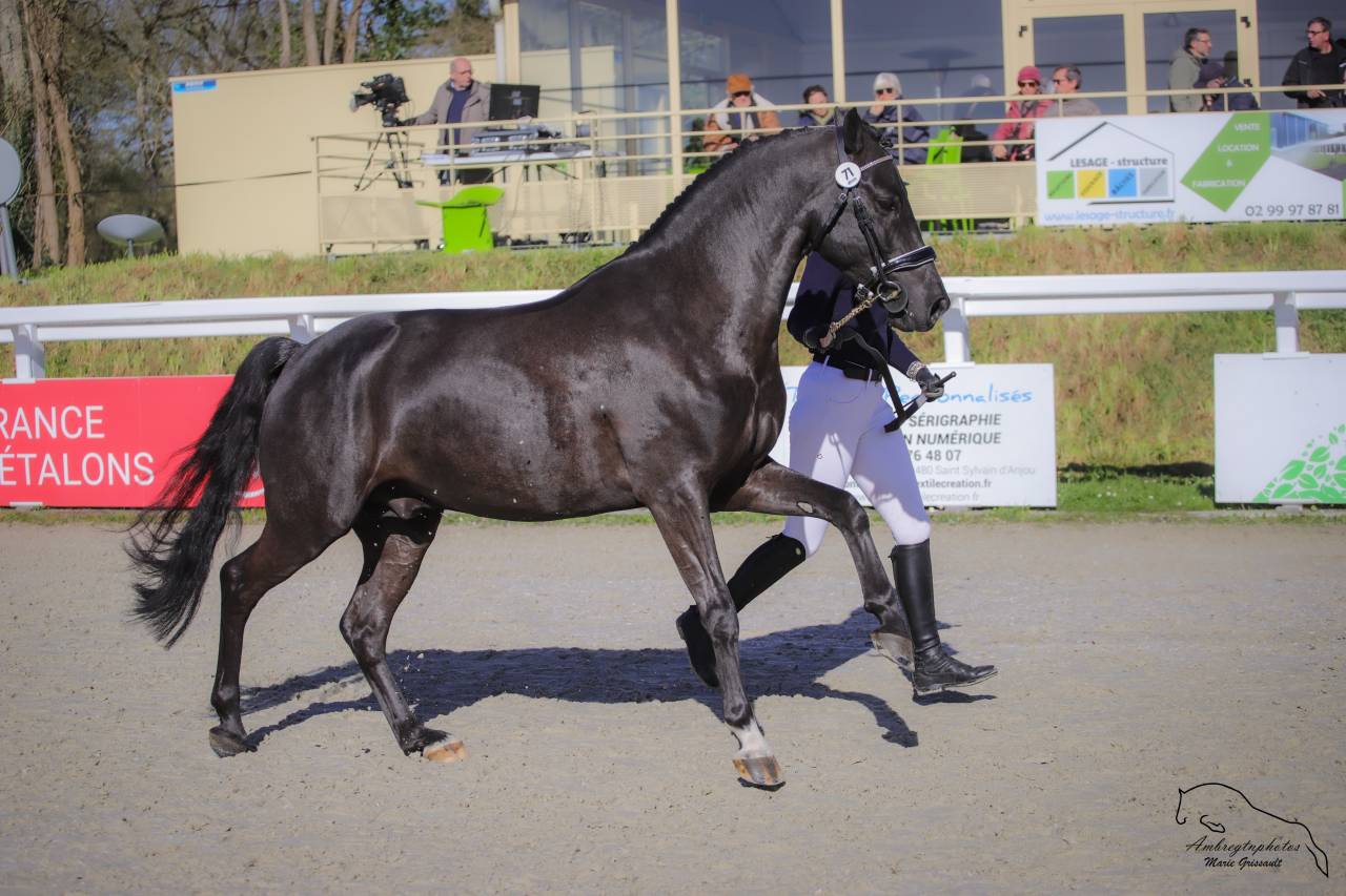 MERRIE MALACHIE  - New Forest 2019 ,  MERRIE MADHATTER