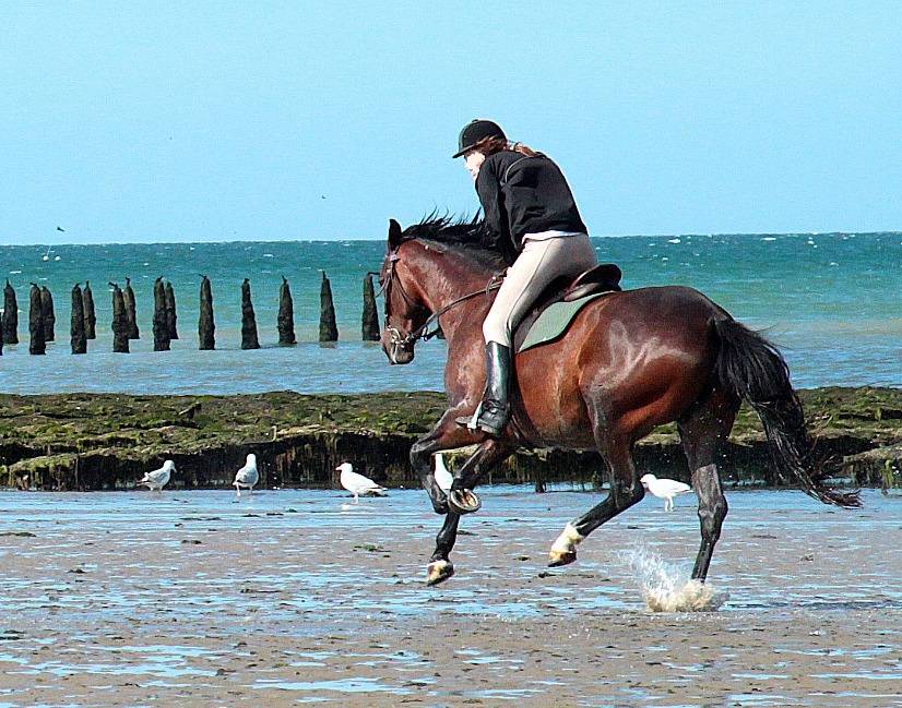 Mooi hippisch vastgoed Koop Ile-et-Vilaine