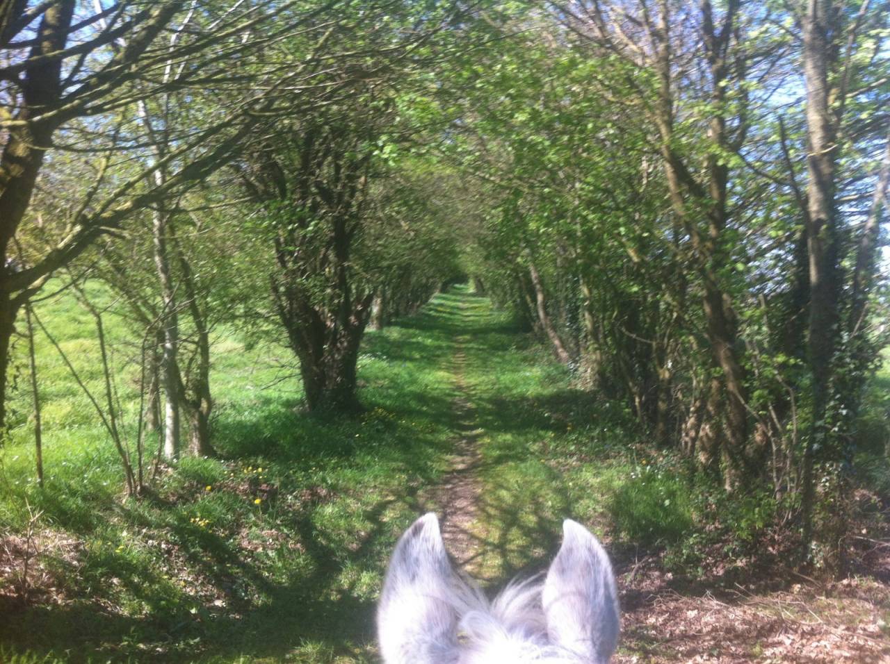 Mooi hippisch vastgoed Koop Ile-et-Vilaine