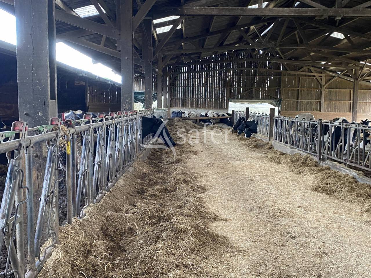 Schapen exploitatie Koop Allier